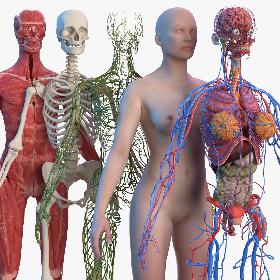 Complete Female Body Anatomy 3D model